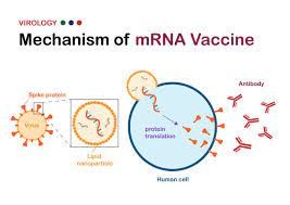 現在、日本中で進んでいる「自己増殖型mRNAワクチン」大量生産～ワクチンを受けたくない人への感染（シェディング）と暴走化の懸念