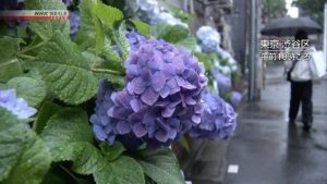 messageImage_1749532385445